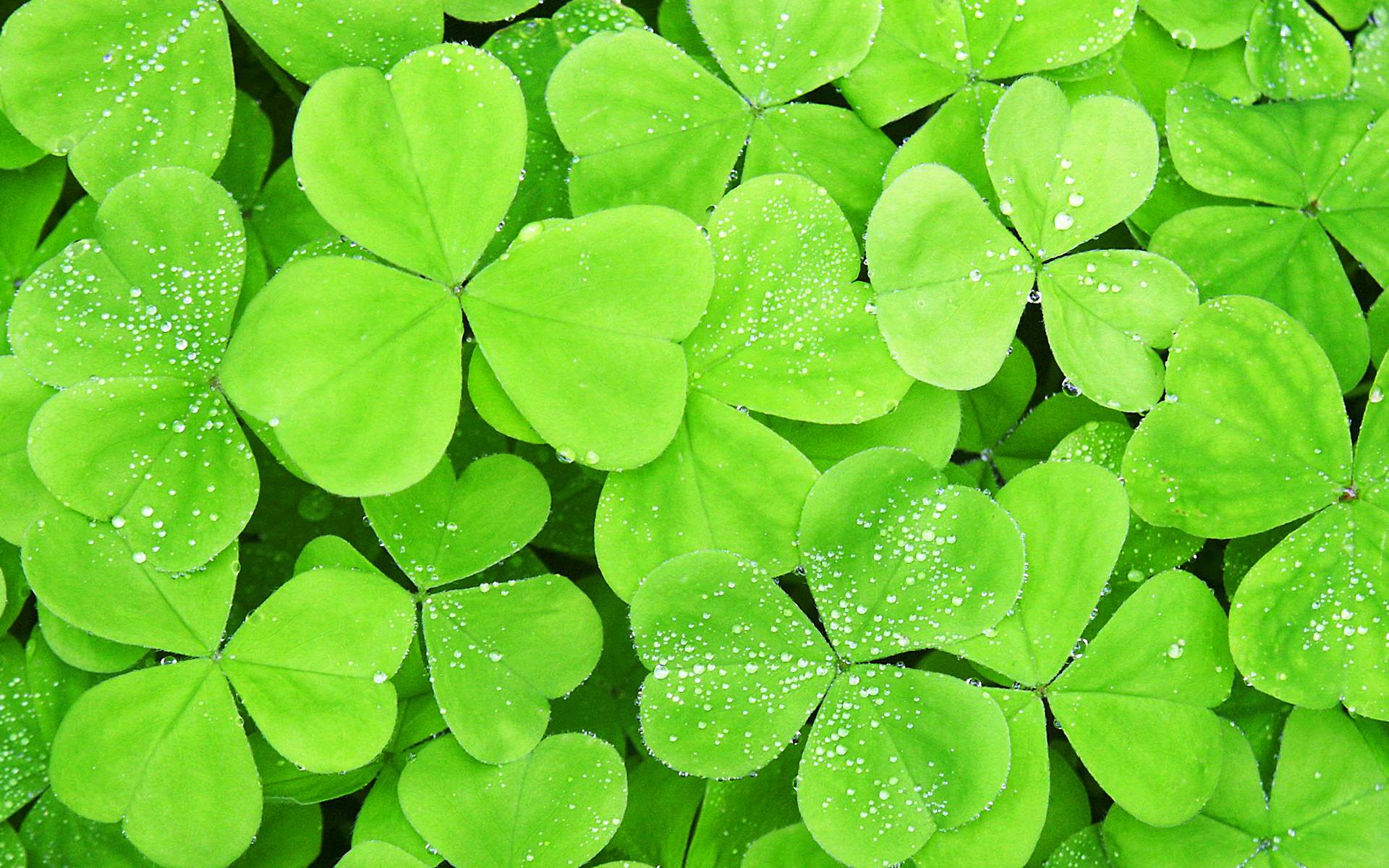 02-neue-windows-8-hintergruende-wallpapers-kleeblaetter-470.jpg?nocache=1330513855167