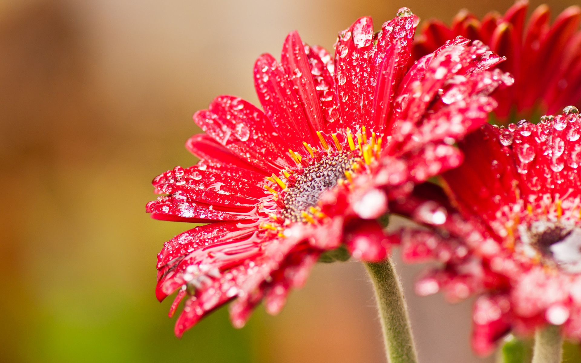 04-neue-windows-8-hintergruende-wallpapers-blumen-470.jpg?nocache=1330513890751