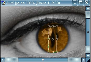 /images/890/augenfaerben/Kat2.jpg